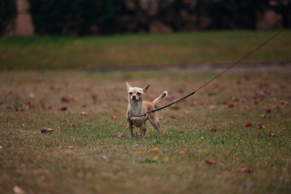 Wie kann man die Kundenbindung in einem de-Geschäft verbessern?